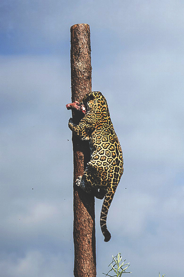 visualechoess:  Jaguar - by: Colin Langford