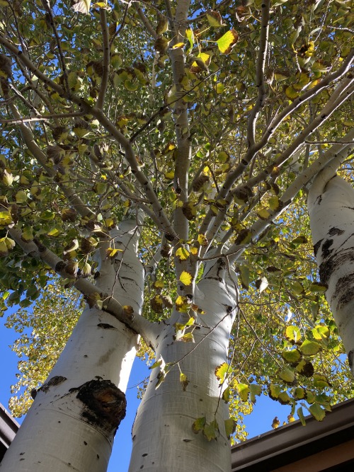 Can We Just Appreciate Trees For A Minute?