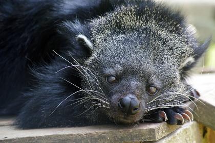 You may not know what a binturong looks like… but you probably know what it smells like. The 