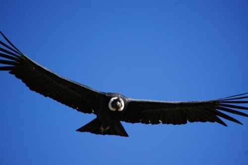 Colca Canyon is one of the deepest canyons in the world (twice as deep as the Grand Canyon in the US