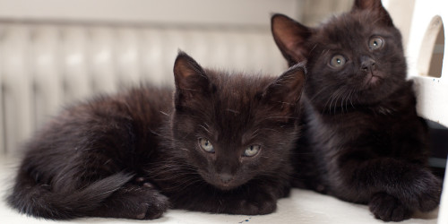 Anaya Braden - 2 Black Kittens, Photography Reddit