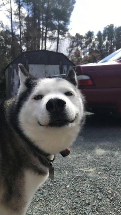 Cachorros sorrindo