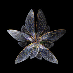 ronbeckdesigns: Blooms of Insect Wings Created by Photographer Seb Janiak(via Blooms of Insect Wings Created by Photographer Seb Janiak | ron beck designs) 