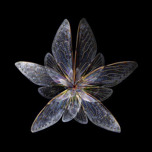 brairsren: ronbeckdesigns: Blooms of Insect Wings Created by Seb Janiak    Blooms of Insect Wings Cr
