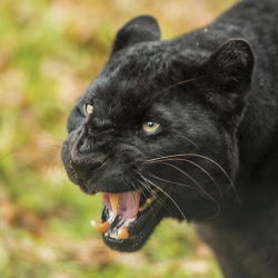 llbwwb:  (via 500px / Black Leopard by Colin