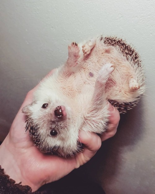 hedgehogsofasgard: cutest little man