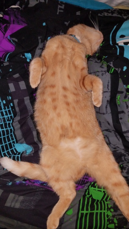 unflatteringcatselfies:  He slep