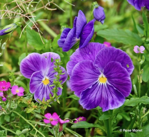 rosemonetphotos:Viola wittrockiana  05&gt;2018Pensée des jardins Pansy