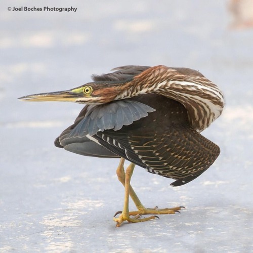 chickenkeeping:green heron appreciation post(source)