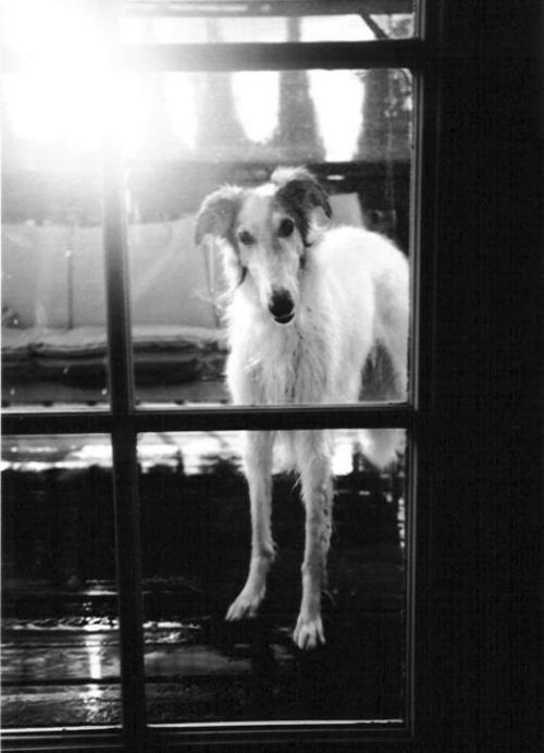borzoidaily:  Borzoi Looking In by iddieforana 