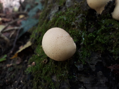 mushroomgay:Barnet, London, UK, October 2019Stump puffball (Lycoperdon pyriforme)These stump puffbal