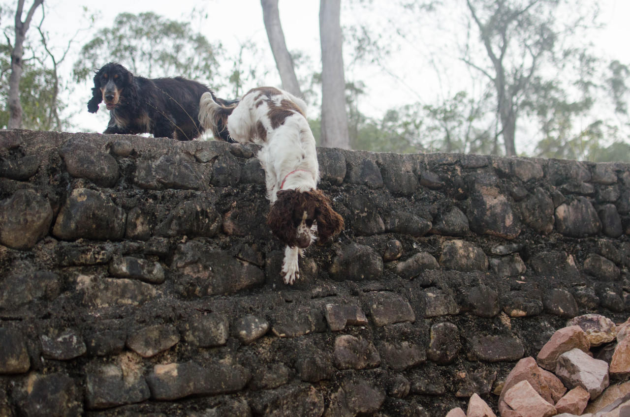 typical spaniel. there’s a slope 2 metres away but he chooses to plummet onto the rocks 