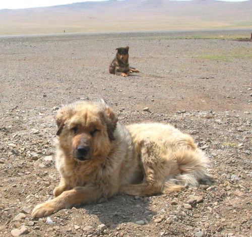 livestockguardiangod:A quite old working Bankhar whose coat has a tan hue (source).