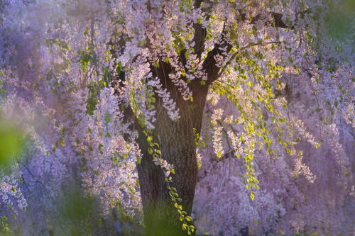 silvaris:Breeze of Spring by Shihya Kowatari