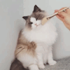 «❀» Cat Stimboard! 