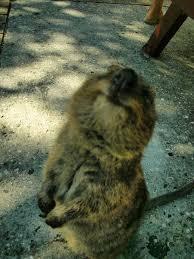 grimphantom:pizzaismylifepizzaisking:i-might-be-misha:this is the quokka its the happiest animal ever its always smilingeven when its asleepit might be one of the cutest marsupials in the worldi mean look at that faceso preciousHe’s really happy…..someone