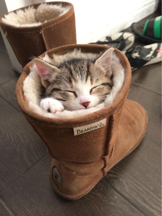 Yeha cats!