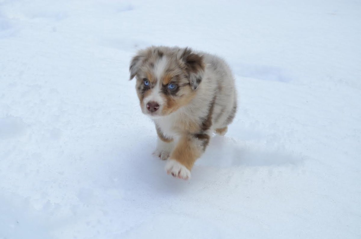 babyanimalgifs