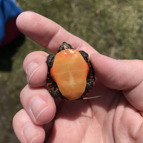 BABY TURTLEBABY PAINTED TURTLEexcitements from our trip to Lawson Lake:spotted a kestrel with jesses