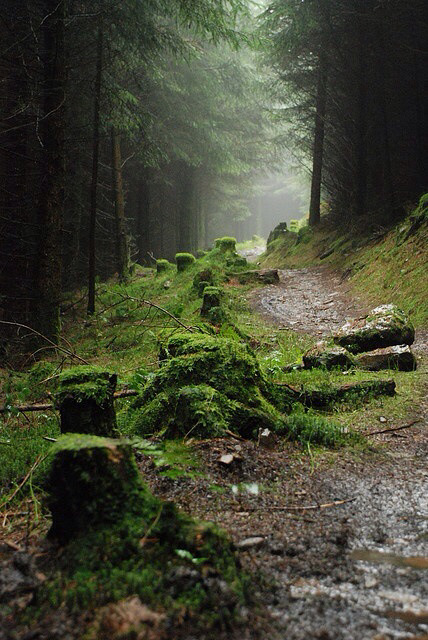 XXX folklifestyle:  would love to walk this path photo