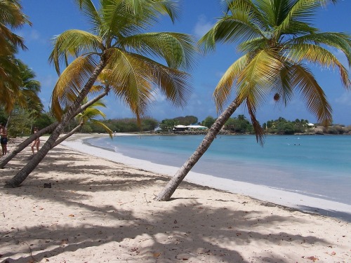 beachbarbums: Caribbean Journal Features “Secret” Martinique Beach Bar