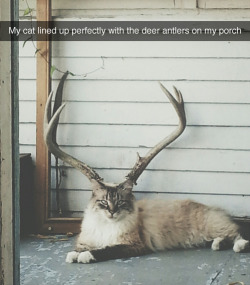 jenniferrpovey:  harpers-mirror:  aura218:  kf1n3:  tastefullyoffensive:  [12dianaprince]  im sorry but i just really wanted to draw this cat   catalope  this majestic beast   That smug beast did that on purpose.