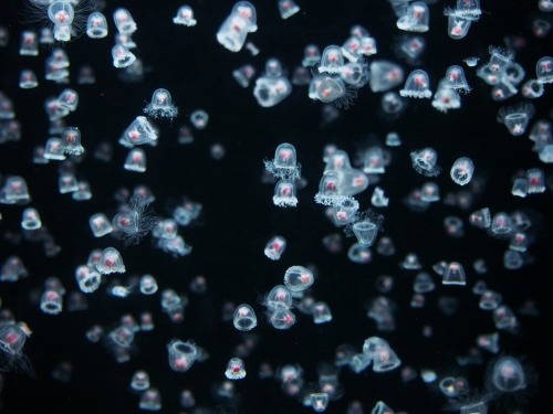 gemjellyfish: many many…