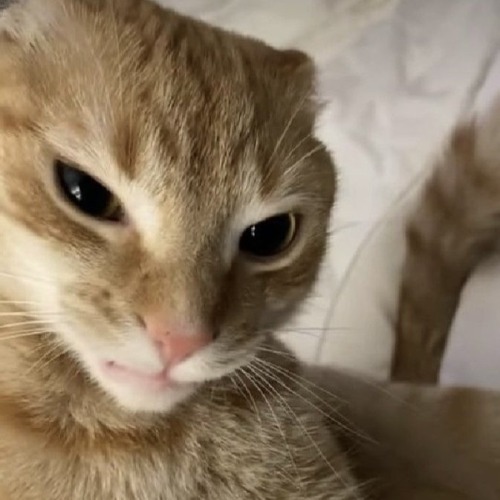 Zac Oyama As Different Cats Because I’ve Never Seen Someone Who Was So Obviously A Cat In A Former