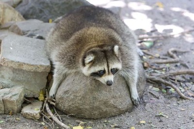 Porn Pics dailyraccoonpics:a chonker layin on a rockdaily