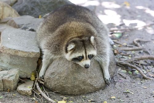 Porn dailyraccoonpics:a chonker layin on a rockdaily photos