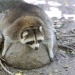 dailyraccoonpics:a chonker layin on a rockdaily raccoon pic #2 ! hope u have a good