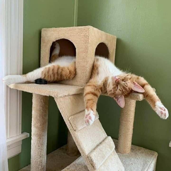 catasters:
