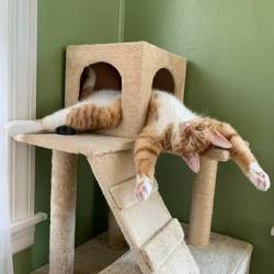 catasters: