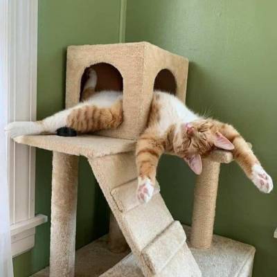 catasters: