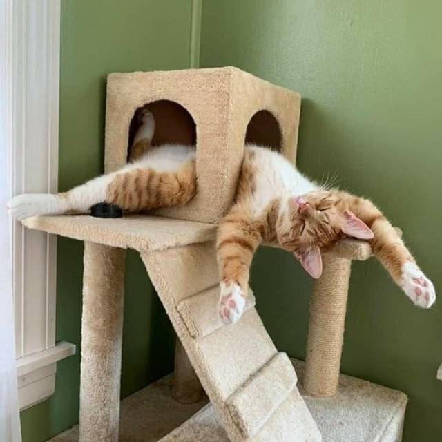 catasters: