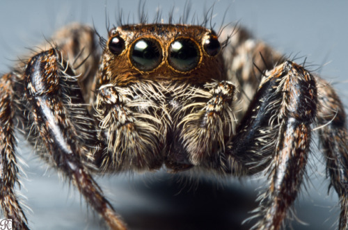 Female Plexippus paykulli macro 5 by RKP Chennai on Flickr.K30 + 2xTC + 55mm ET + reversed Cosinon 50mm, Av@f/16, on light grey platform