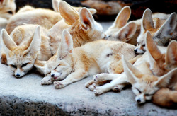 wepromisedeternity:  Fennec fox by floridapfe