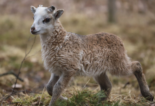 Gute sheep/gutefår.