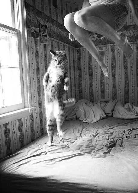 Petgirls Photo Journal