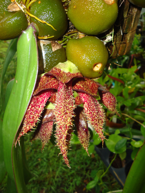 Bulbophyllum phalaenopsisHere’s how big it is:Does it smell good?No.(via here and here)