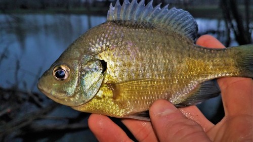 Right as I parked my car I head thunder roll overhead. Managed to get one fish before the storm arri