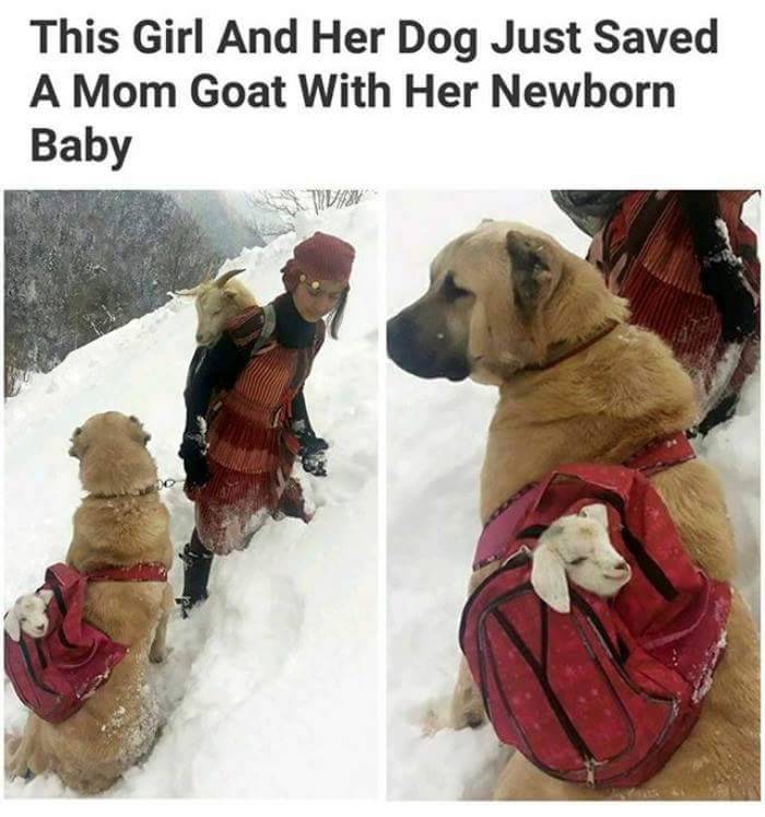 nah-later:  thenameisdog:  thenameisdog:    we don’t deserve these animals tbh