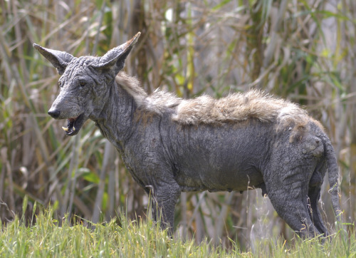  Mangy Canid ComparisonsCoyotes (Canis latrans) stricken with mange, a skin disease caused