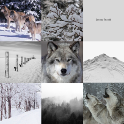 kin-galaxy:Aesthetic for an omega wolf who loves his pack and snow for anon!! I hope you like it! I didn’t know what breed of wolf you were, so I went with a gray wolf. I hope that’s okay!