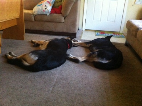 Even with the whole house to lounge around in my pups like to sleep side-by-side