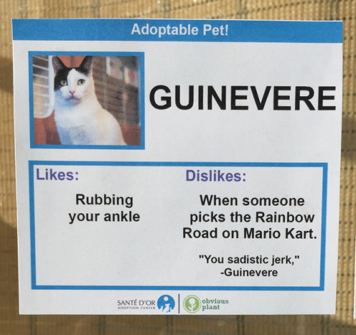 vxtxv:  obviousplant:I gave these adoptable cats some interesting likes and dislikes. All these cats are real and can be adopted here! See more on Facebook.  Me neither, Leche. Me neither.  Leche woke af