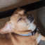 lepixelbean