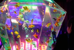 ink-metal-art:  fleur-de-fleurs: アートアクアリウム@日本橋。  Art aquarium in Tokyo, 2016.   I love goldies!