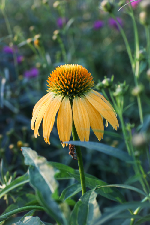 And they keep on flowering &hellip;   Cheyenne Spirit Echinacea with Coreopsis tripteris ju