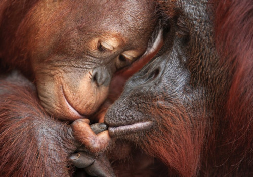 awkwardsituationist: &ldquo;i hurt my finger,&rdquo; says the infant orangutan. &ldquo;let me take 